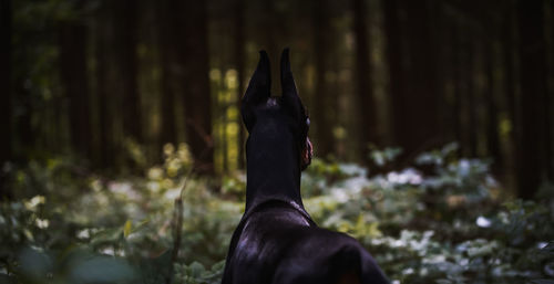 Close-up of a dog