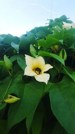 Close-up of flower blooming outdoors