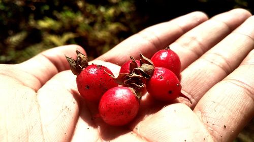 Close-up of hand holding strawberries