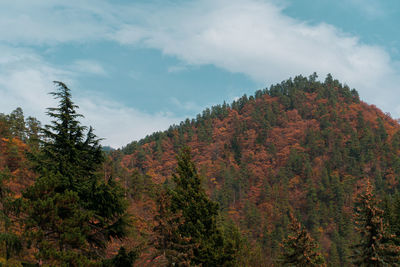 Trees in forest against sky