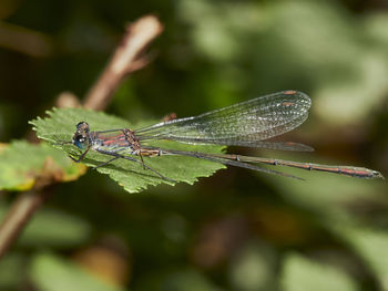 Close-up of insect on leaf