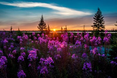 Purple flowers growing on field against sky