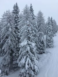 Close-up of snow covered tree