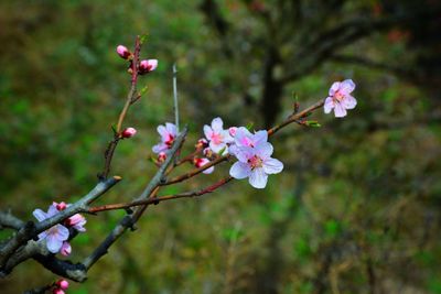 Close-up of pink flowers blooming on tree