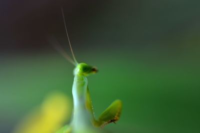 Macro shot of praying mantis