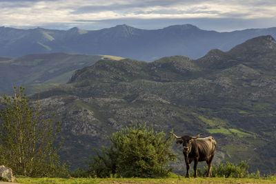 View of a cow on landscape