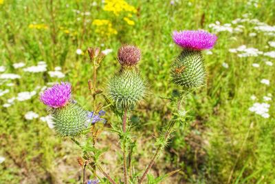 Close-up of thistle blooming on field