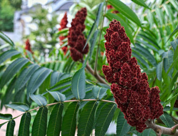 Close-up of red flower growing on plant