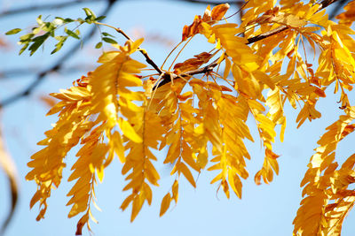 Close-up of yellow maple leaves against sky