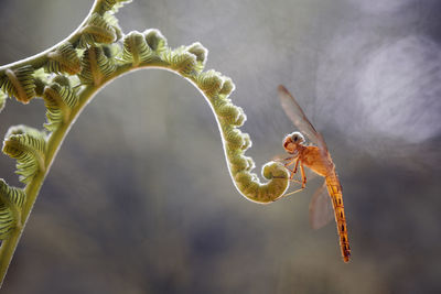 Dragonflies on artifacial plant