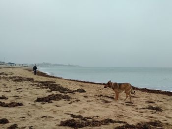 Sad dog on the seaside following the man.