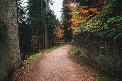 Road amidst trees in forest during autumn