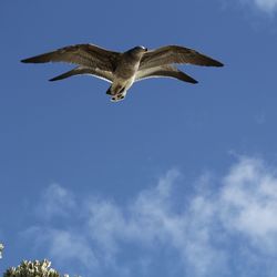 Low angle view of seagull flying in sky