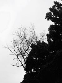 Low angle view of silhouette trees against clear sky