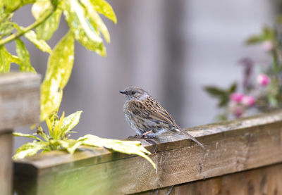 Close-up of bird perching on plant