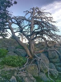 Bare tree against sky