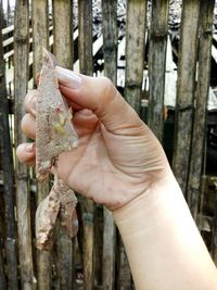 Close-up of hand holding wood