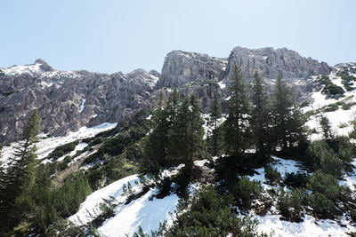 Low angle view of trees on mountain against clear sky