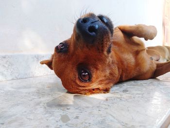 Close-up portrait of dog relaxing on floor