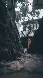 Surface level of trees and rocks