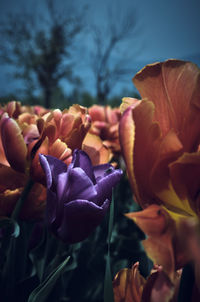 Close-up of red rose