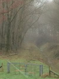 Trees in forest