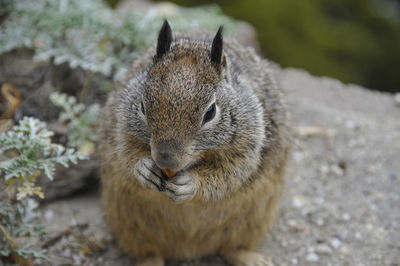 Close-up of an animal