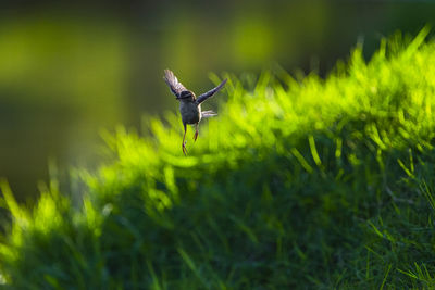 Insect flying in a field