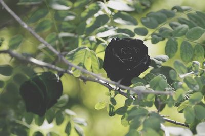 Close-up of black leaves