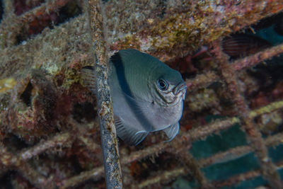 Close-up of fish swimming in sea