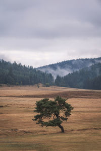 Trees on field against sky