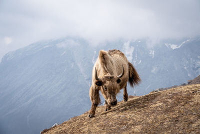 View of horse on snowcapped mountain against sky