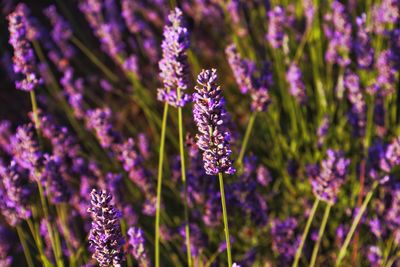 Close-up of purple flowering plants on field