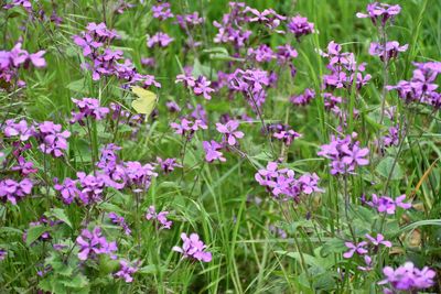 Close-up of pink flowering plants on field