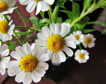 Close-up of white daisy flowers