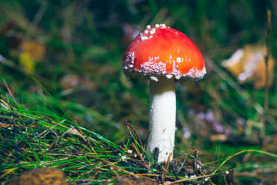 fungus