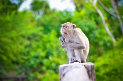 Portrait of monkey against blurred trees