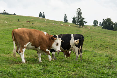 Cows grazing on field against sky