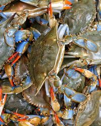 Full frame shot of crabs for sale at market