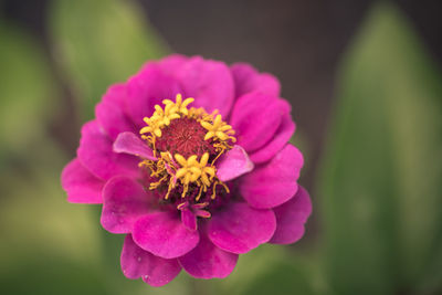 Close-up of magenta flower blooming in park