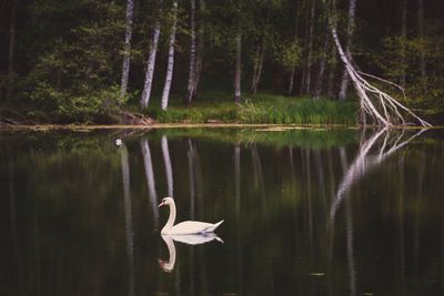 Bird flying over lake