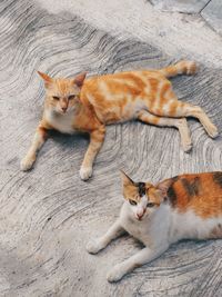 High angle view of cats resting