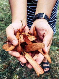 Close-up of hand holding dry dipterocarpus slates flower