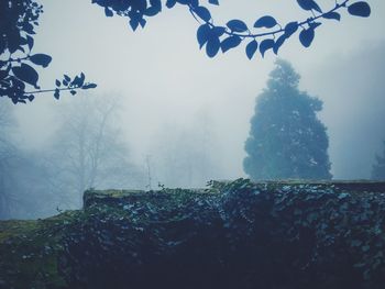 Plants and trees growing at park in foggy weather