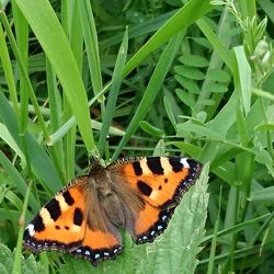 Close-up of butterfly on leaf