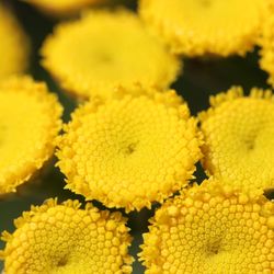 Full frame shot of yellow flowering plant