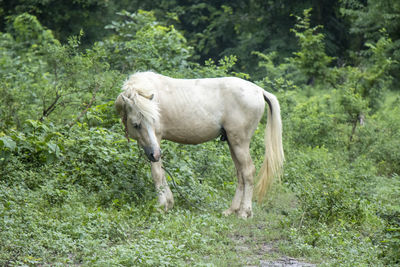 Horse standing in a field