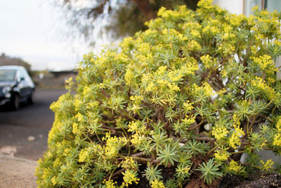 Close-up of plants