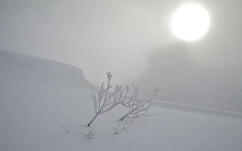 Bare tree on snowcapped mountain against sky