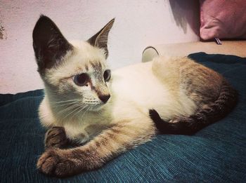 Cat sleeping on tiled floor